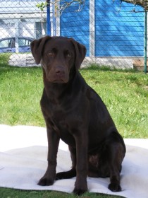 Labrador Retriever Vom Silberberg Bad Schwalbach Startseite